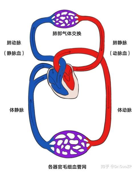 血液循环简图